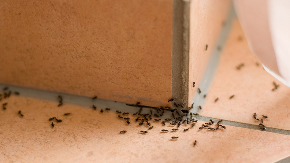 Ants traveling along a baseboard inside a home indicating possible nesting inside walls.