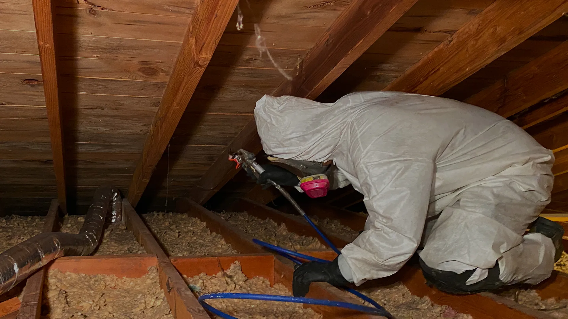 Mouse inside wall insulation between wooden studs where pests can nest safely inside wall cavities.