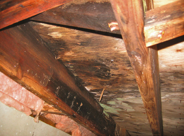 Mildew forming on crawl space subfloor and wood beams due to moisture exposure.