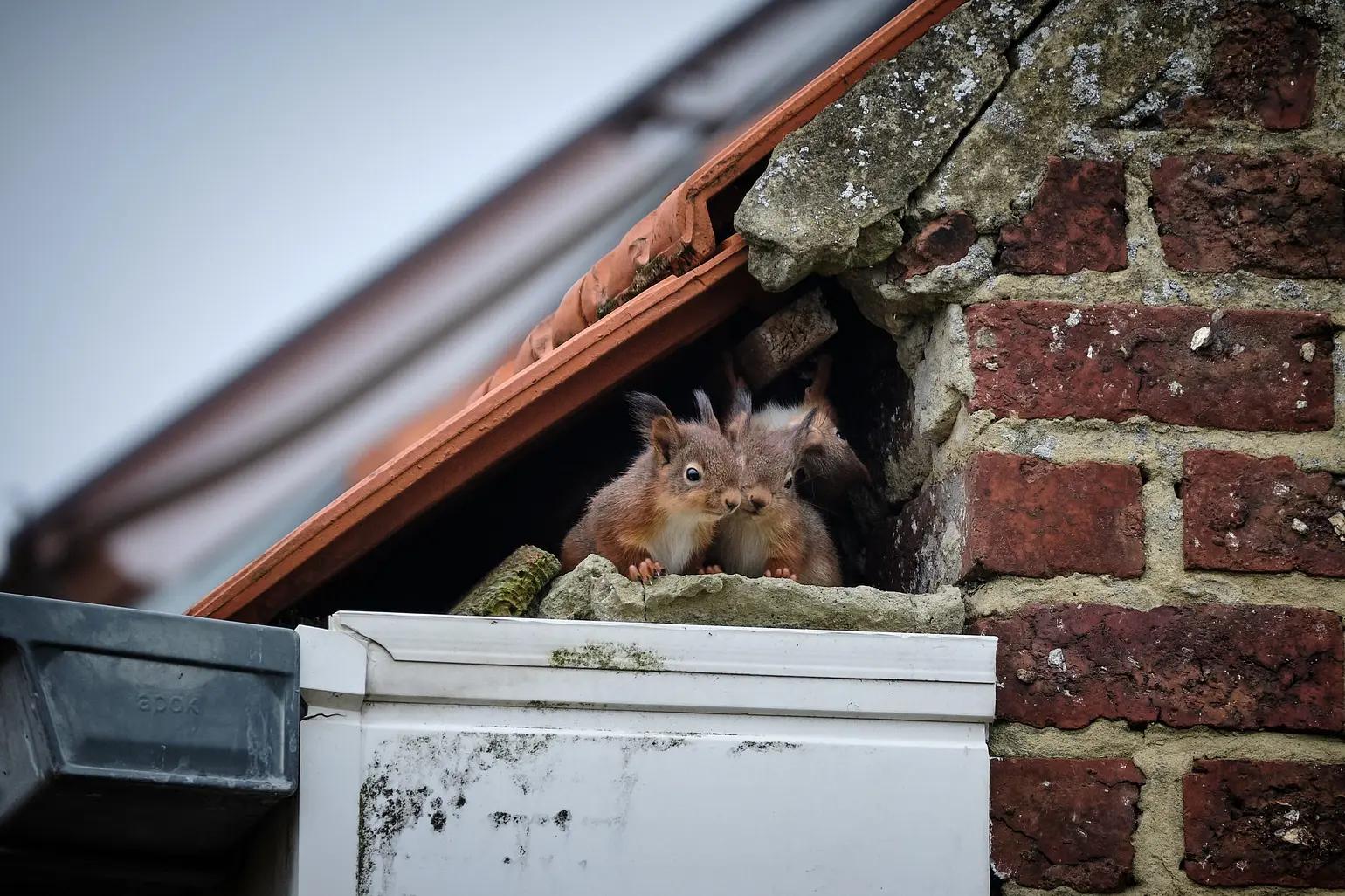 squirrel nesting in attic insulation residential house Puget Sound squirrel nesting in attic insulation residential house Puget Sound