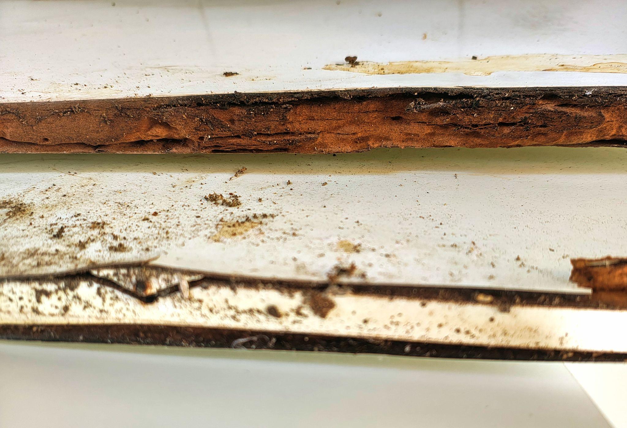 bite marks on cabinet base material early rodent infestation sign bite marks on cabinet base material early rodent infestation sign