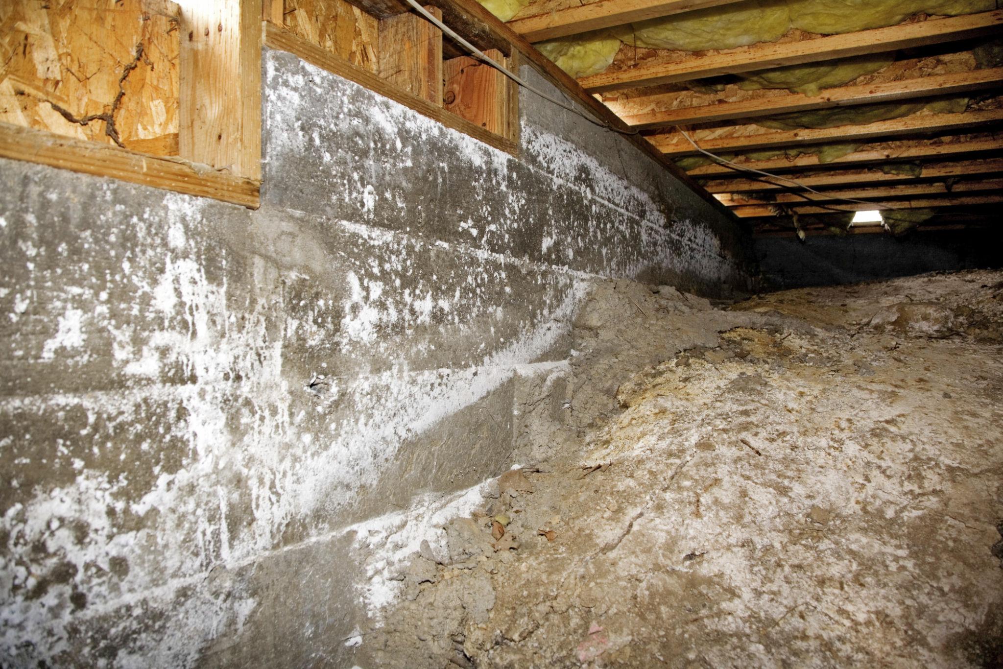 crawl space wood showing early signs of mold growth