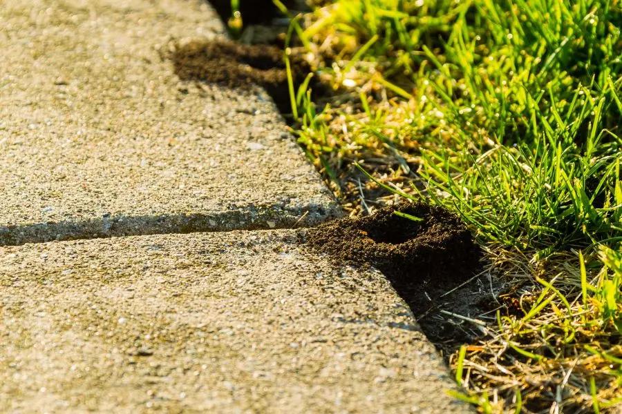 small ant trail along concrete walkway