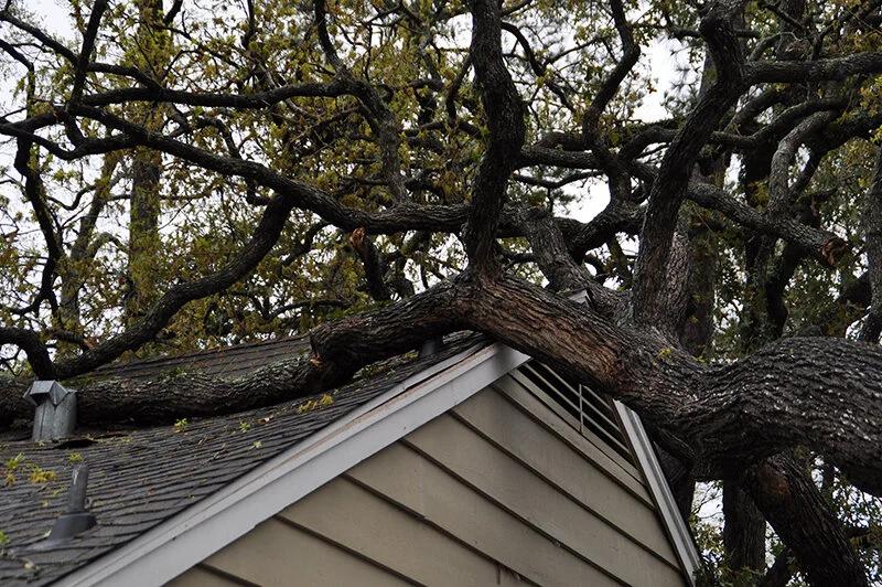 overhanging branches above residential roof overhanging branches above residential roof