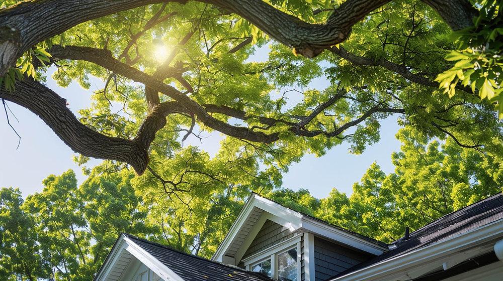 Mature tree branches extending close to the roofline of a Tacoma home.