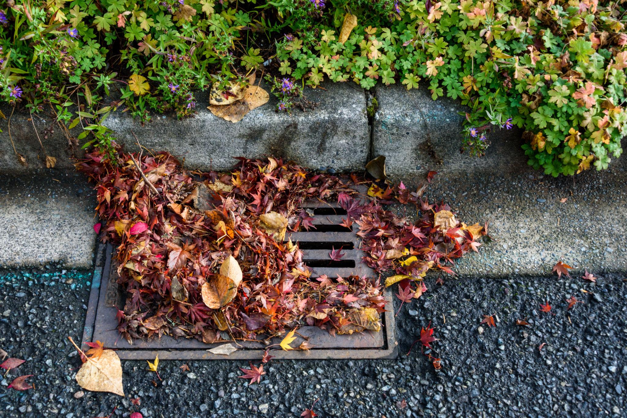 Fallen leaves gathering around an outdoor drain near a home's foundation.