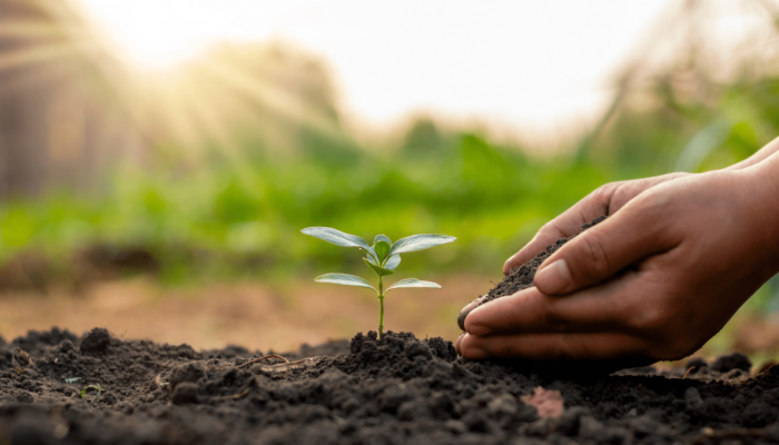 Hand planting a seedling in rich soil with golden sunlight