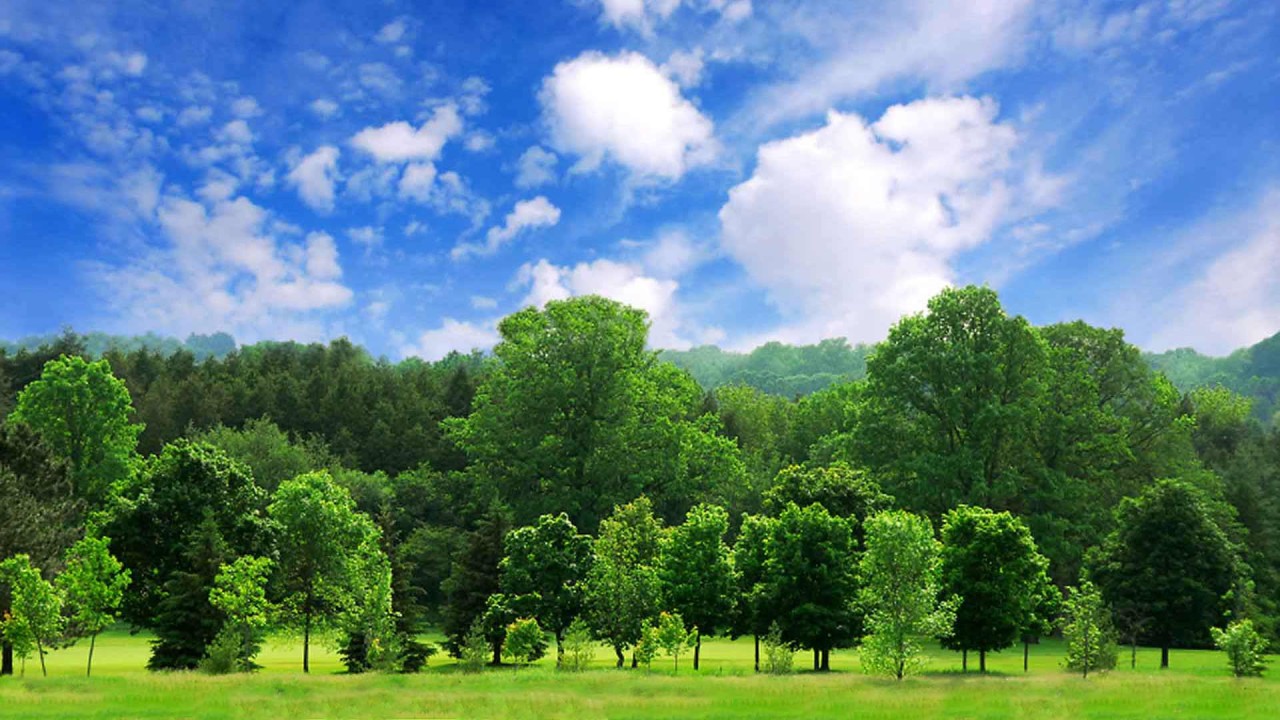Lush green forest in Zambia