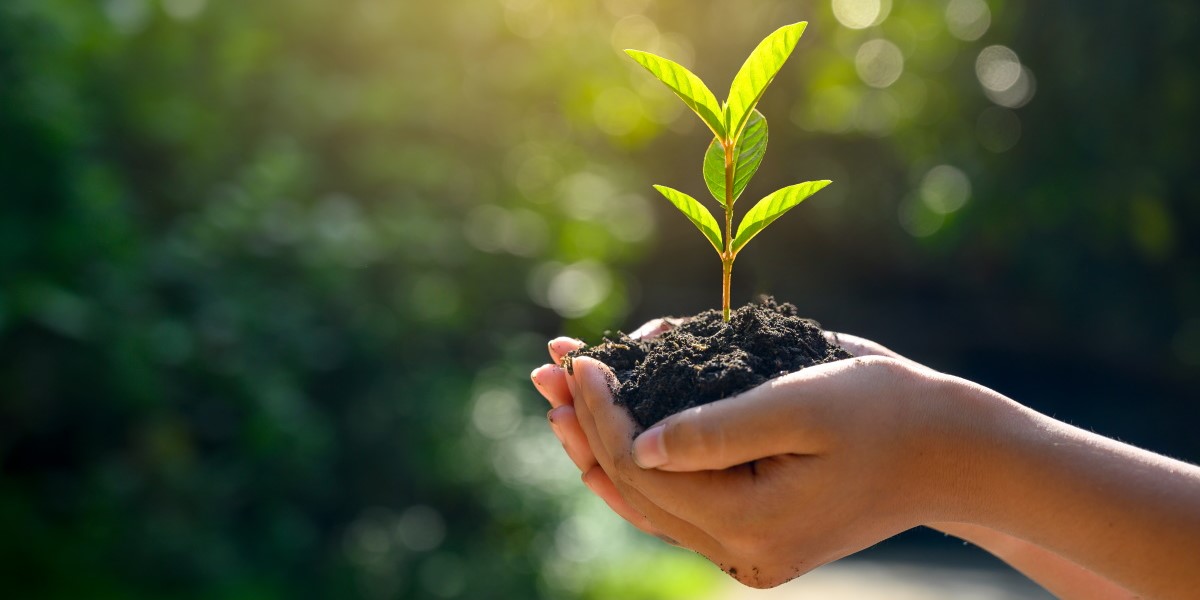 Tree planting in Zambia