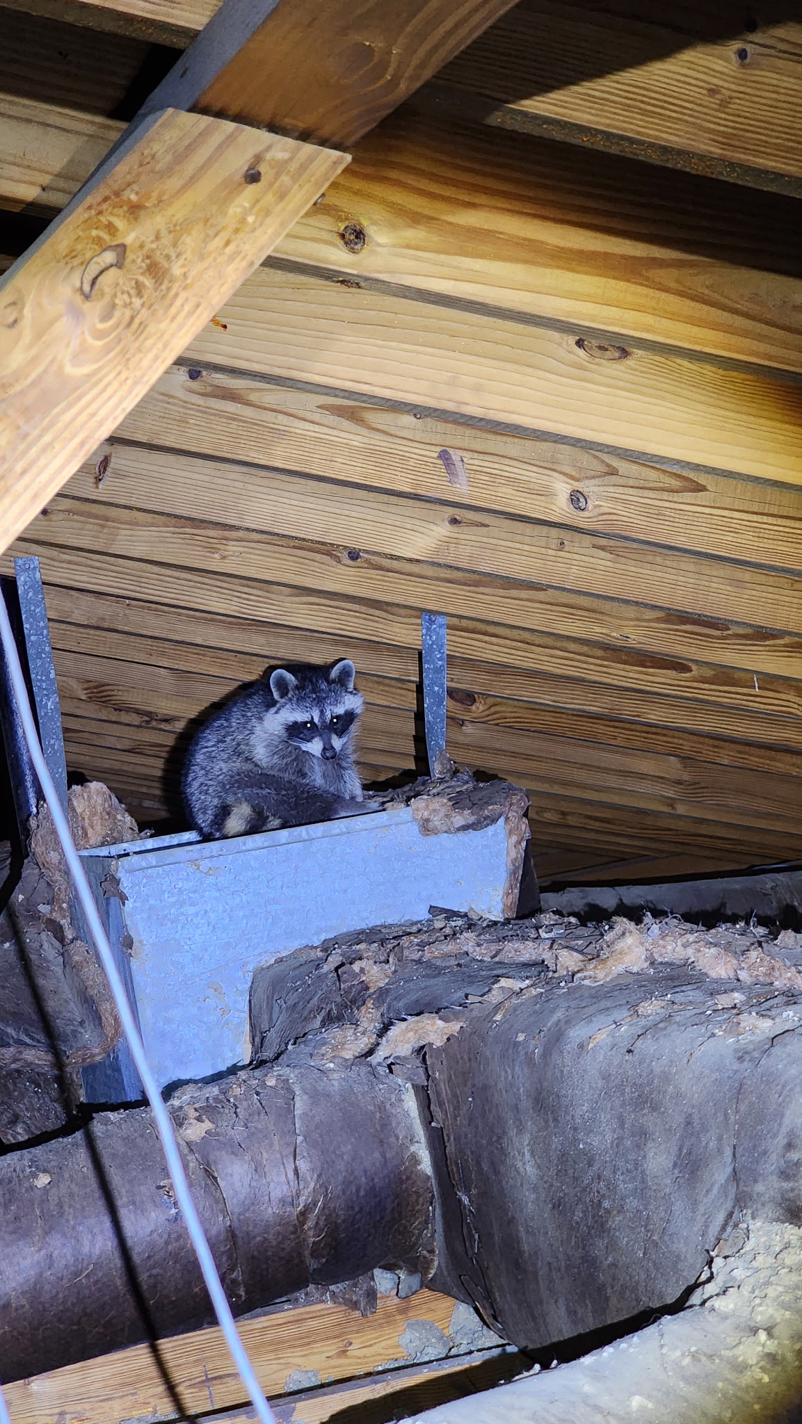 Raccoon living in a home attic in the River Region, AL