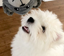 Rufus