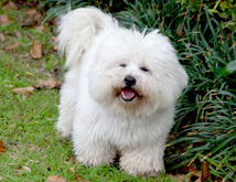 Douglas