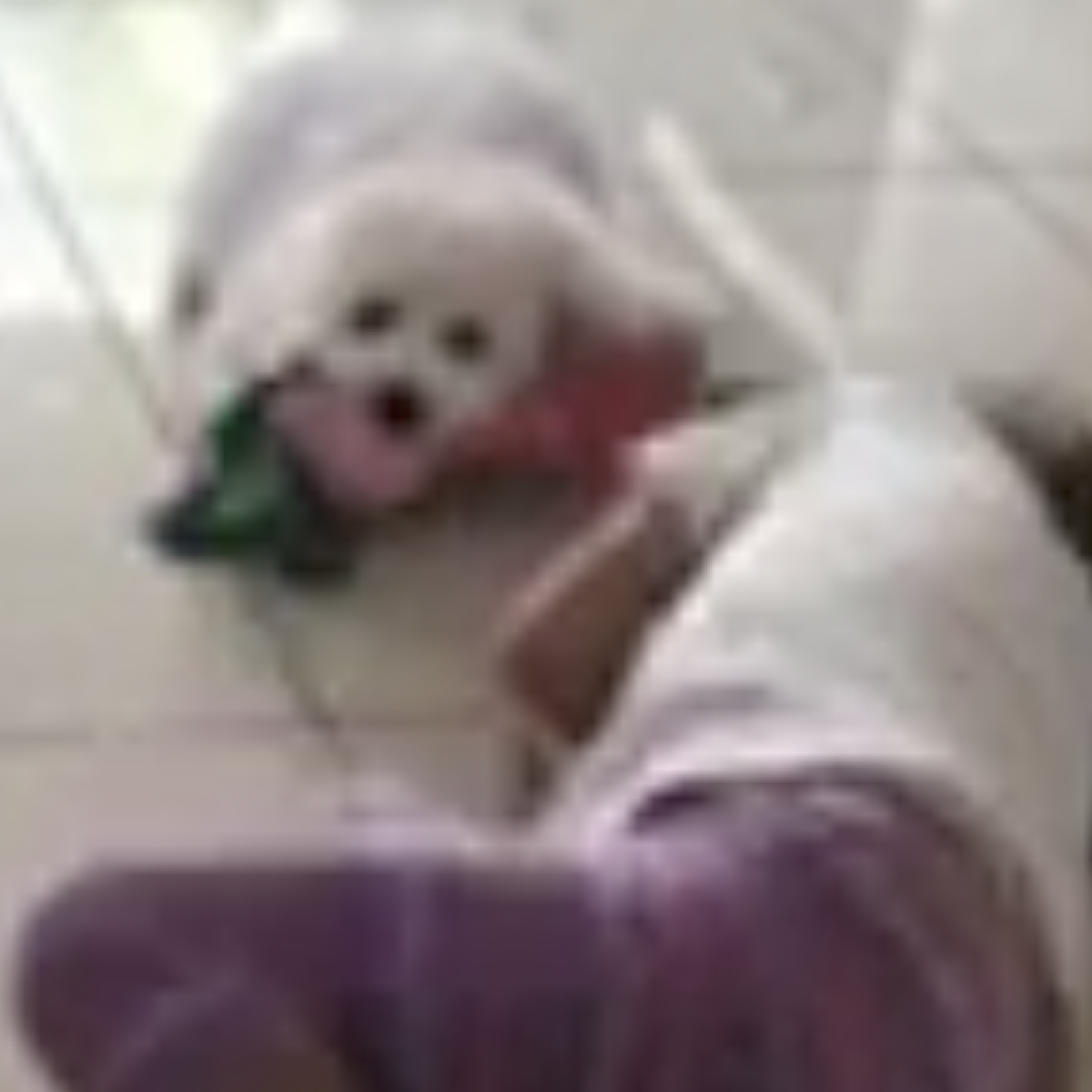 Lily