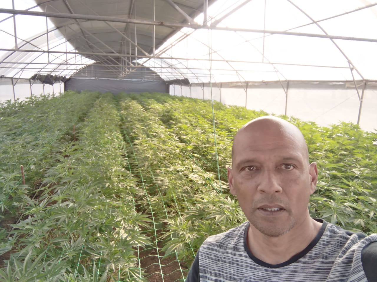 Hemp plants in greenhouse