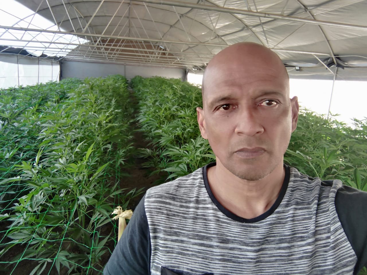 Hemp plants in greenhouse