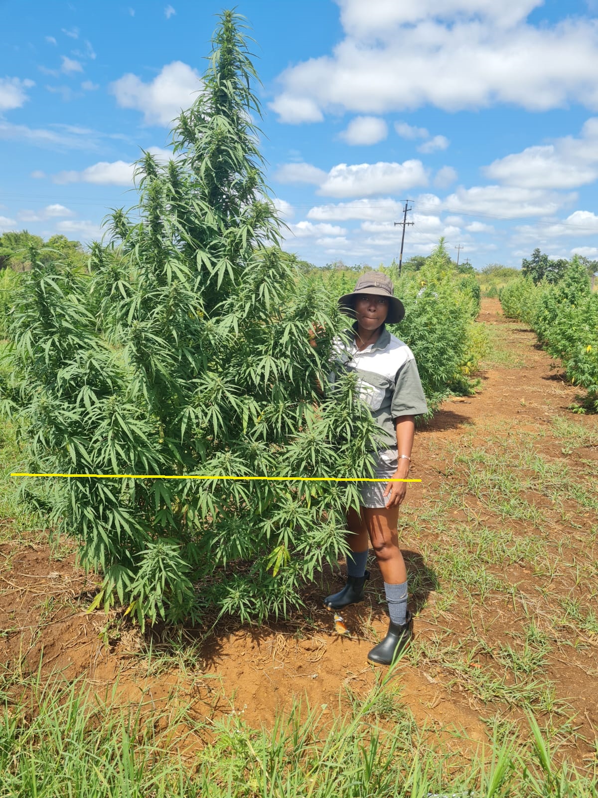 Hemp workshop training