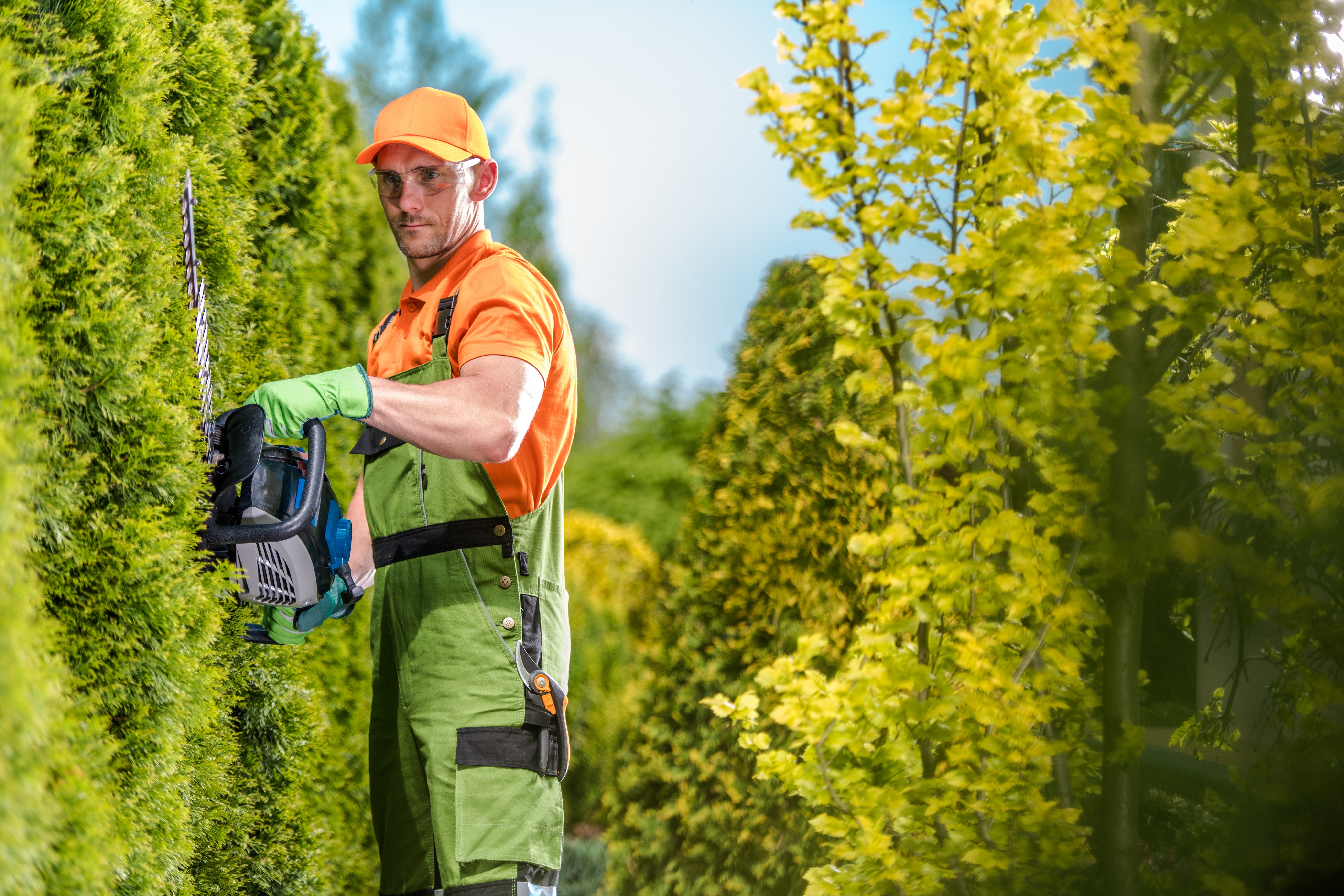Tree trimming