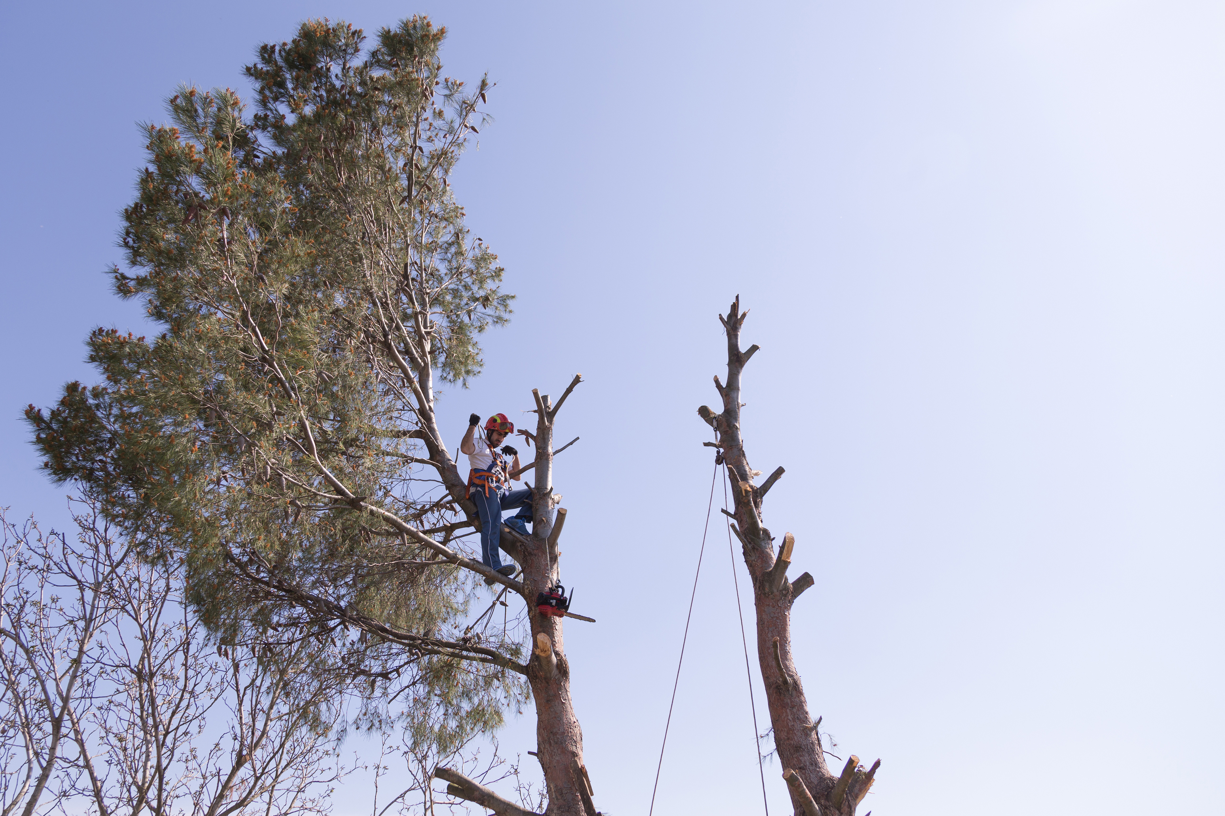 Tree branch trimming