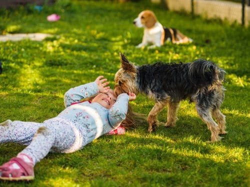 Biweekly Pooper Scooper Service in Orlando