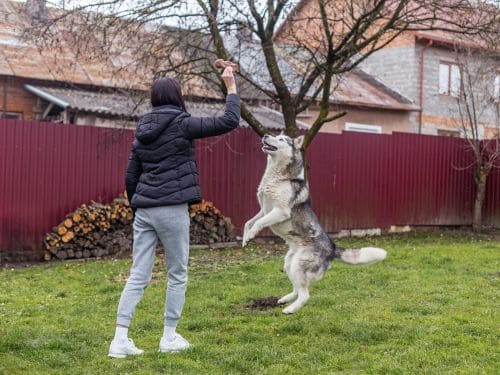 Twice Per Week Pooper Scooper Service in Orlando