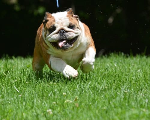 Pet Waste Removal Orlando