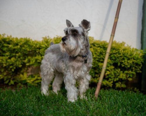 Winter Park Twice Per Week Pooper Scooper Service