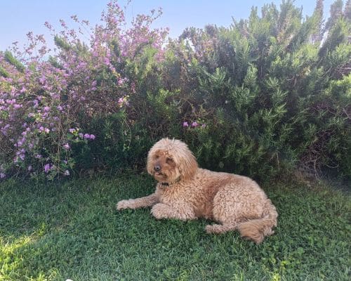 Orlando Twice Per Week Pooper Scooper Service