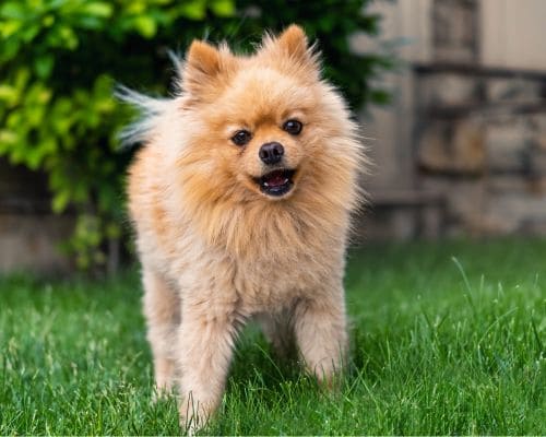 Orlando Weekly Pooper Scooper Service