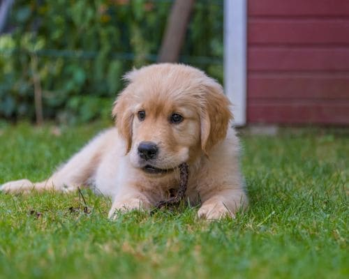  Twice Per Week Pooper Scooper Service