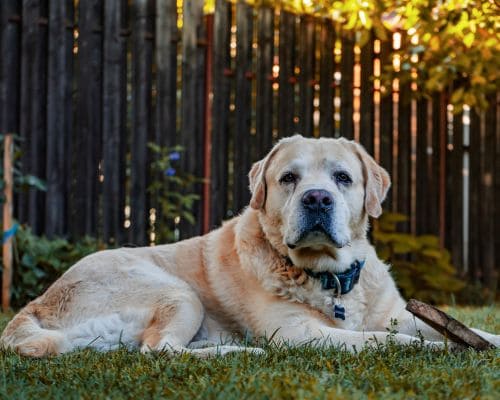 Oviedo Twice Per Week Pooper Scooper Service