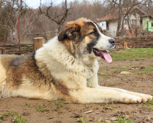 Oviedo Biweekly Pooper Scooper Service