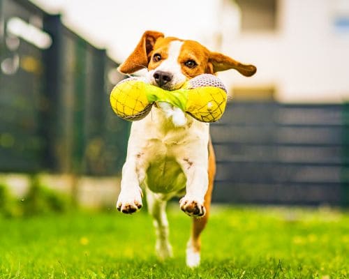 Longwood Weekly Pooper Scooper Service