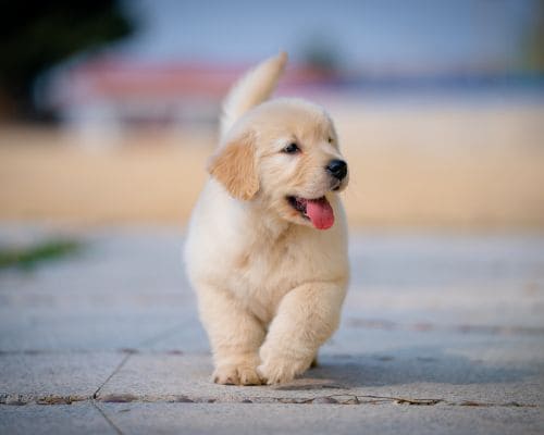 Orlando Weekly Pooper Scooper Service