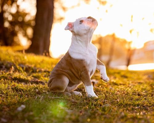 Oviedo Weekly Pooper Scooper Service