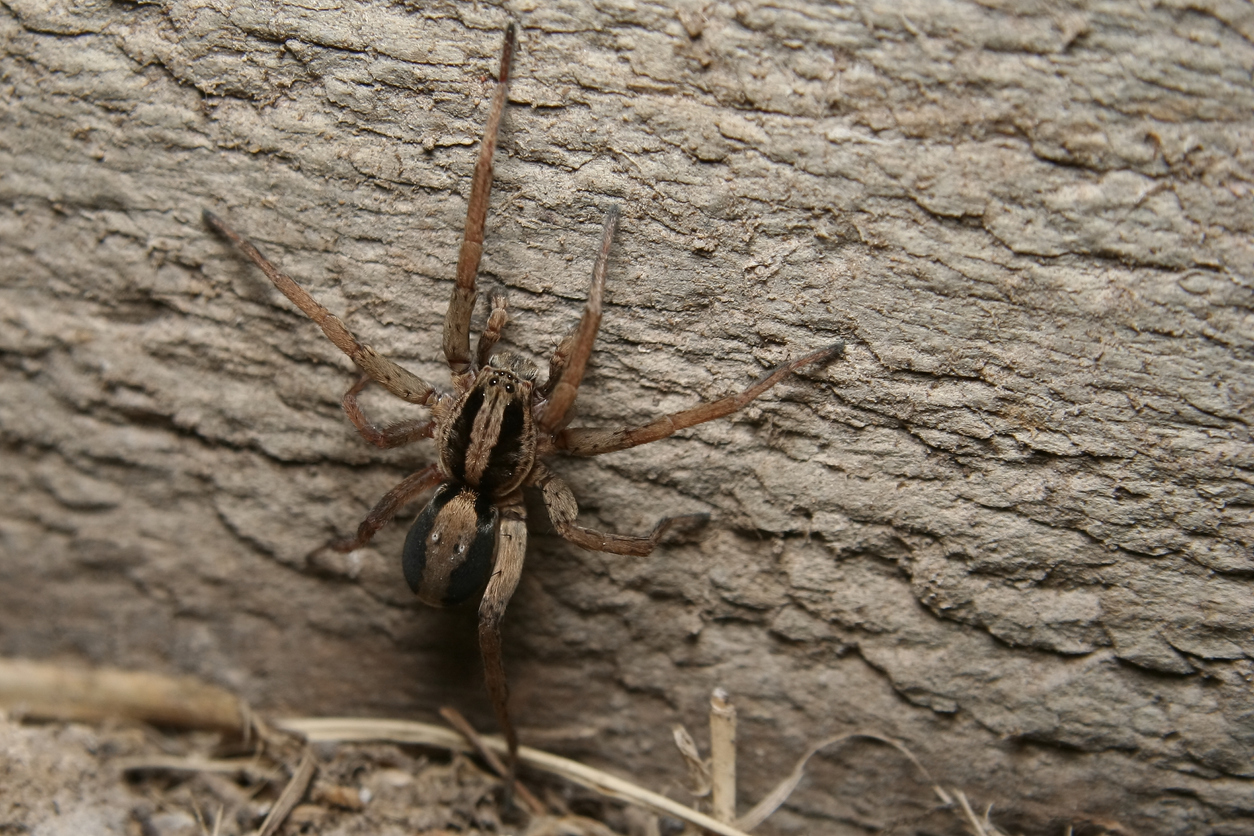 an image of a wolf spider