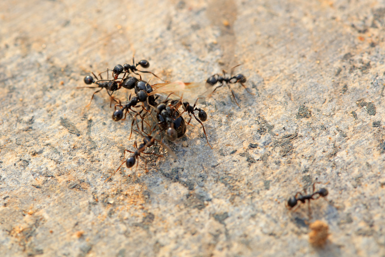 Ants