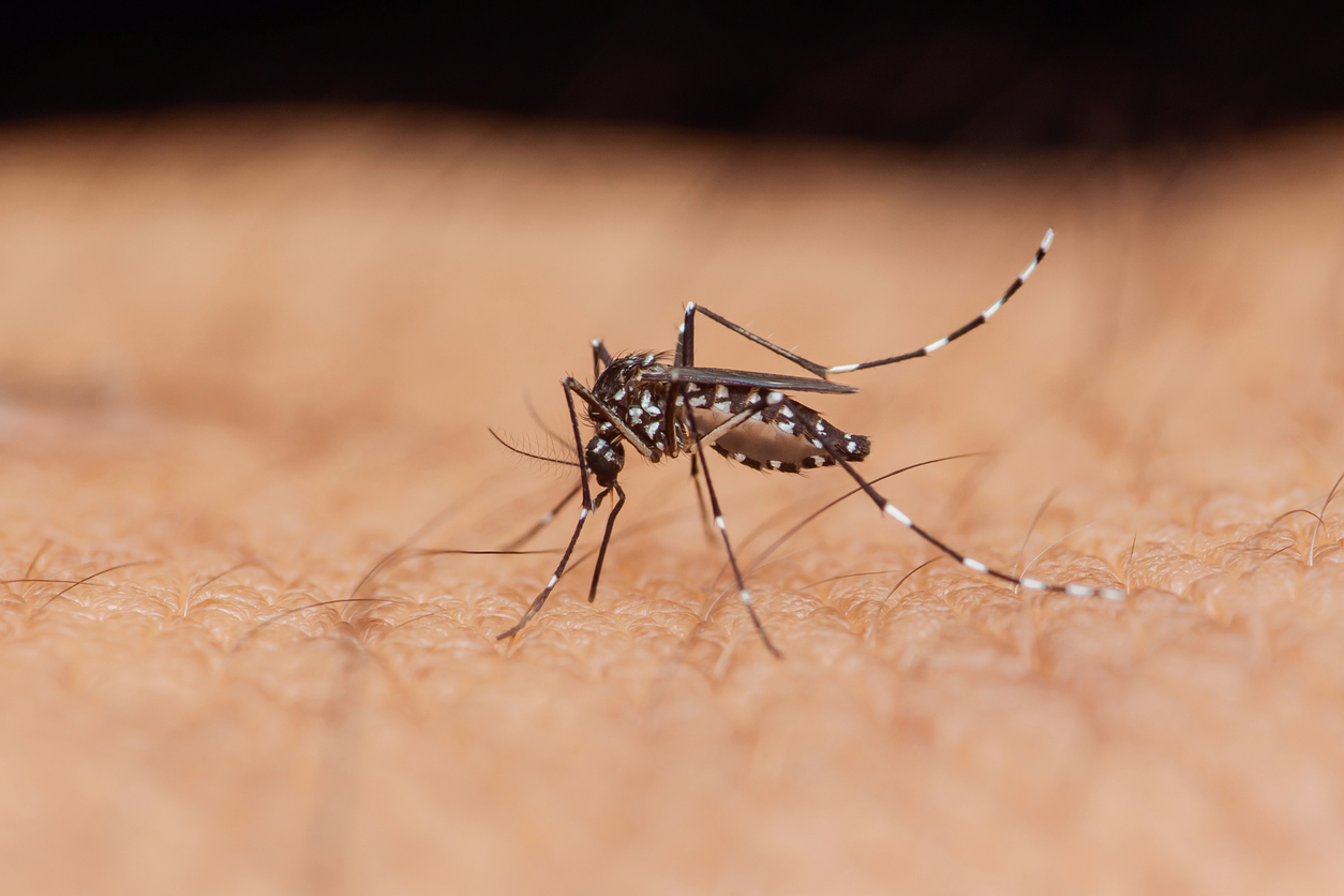 Mosquito Mosquito