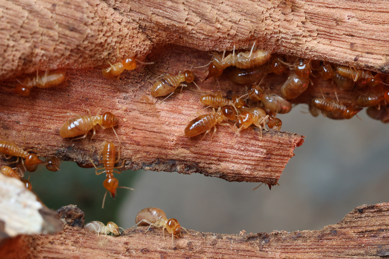 Termite prevention