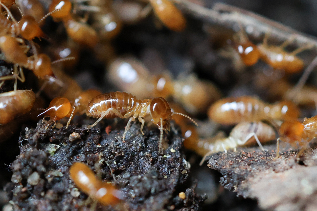 Termites