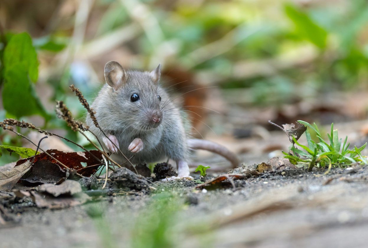 Rodents