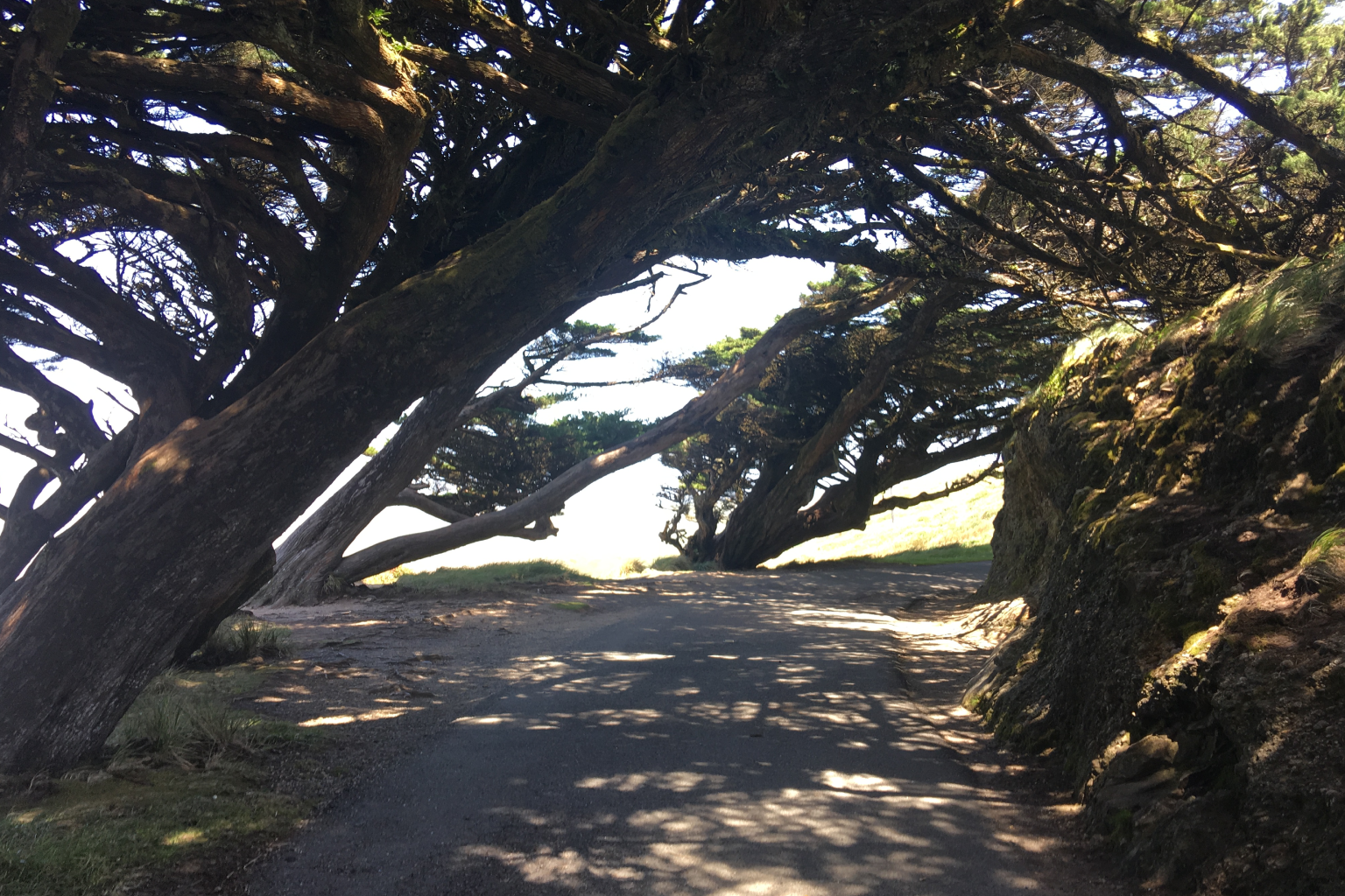 A path running through a tunnel of leaning cypress trees toward the light