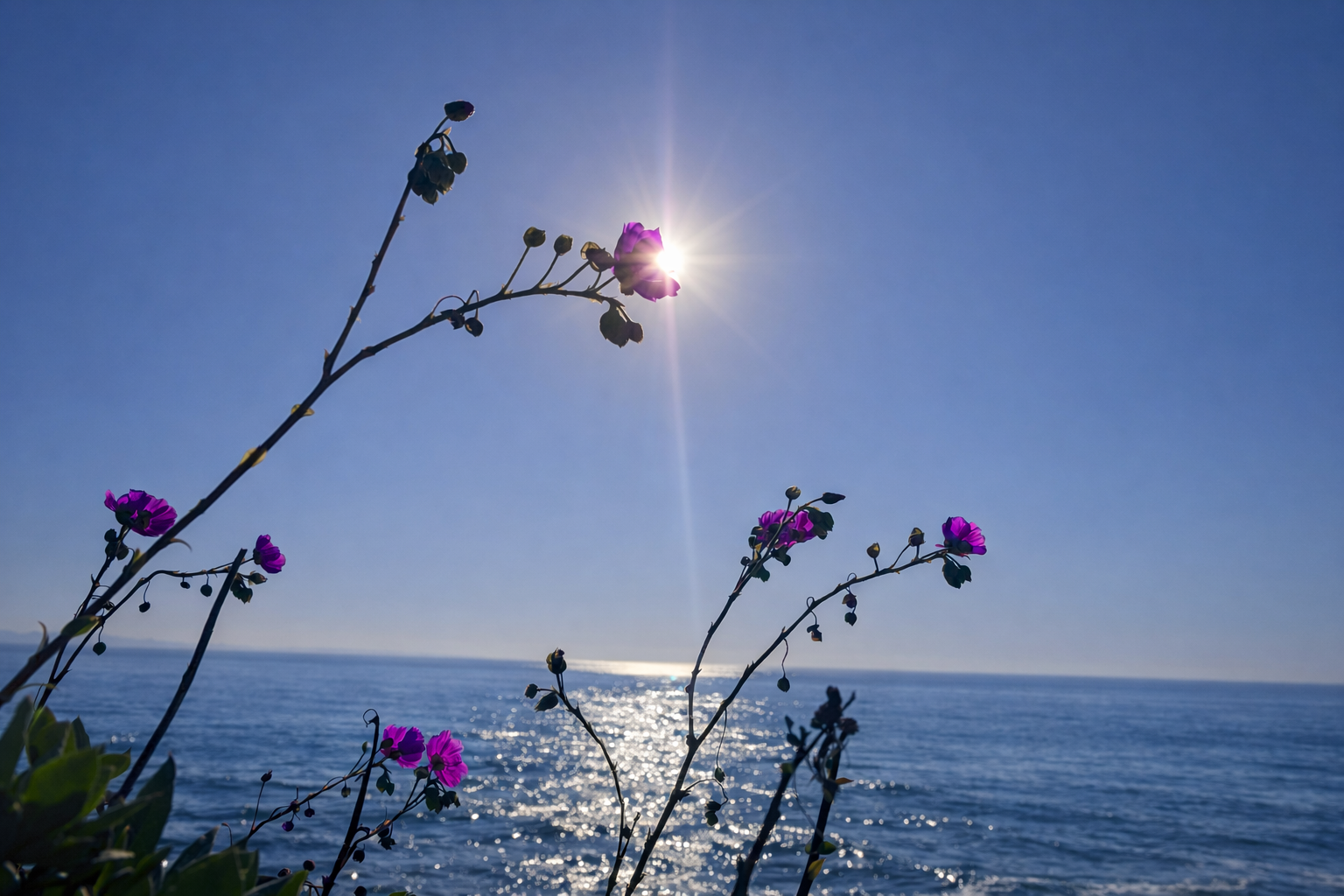 Thistles silhouetted against sun over the sea