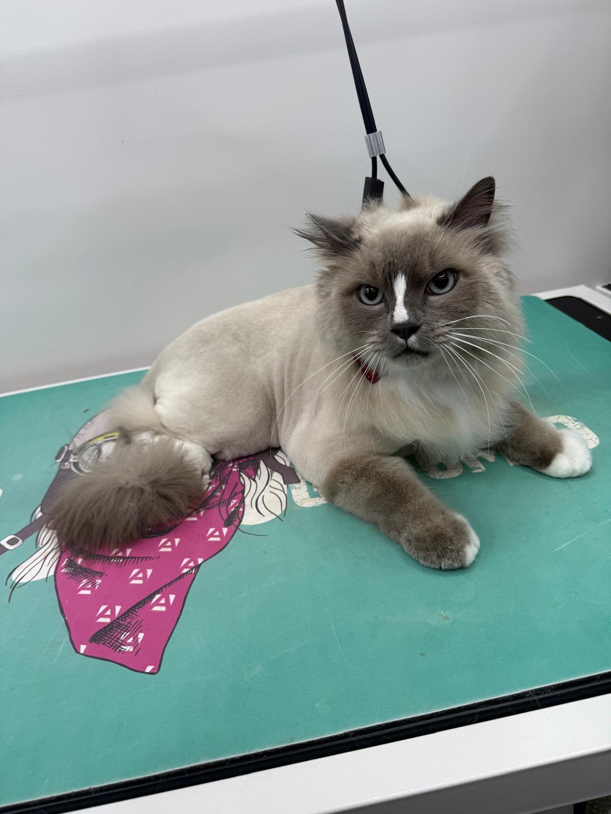 Backstage Pet Grooming client star 22