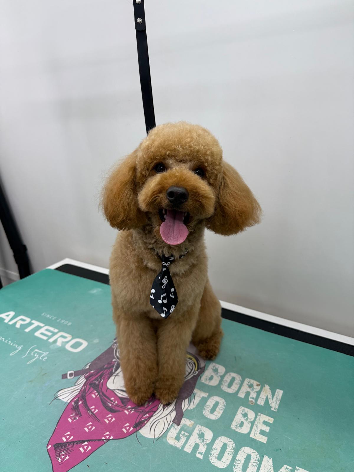 Backstage Pet Grooming client star 23
