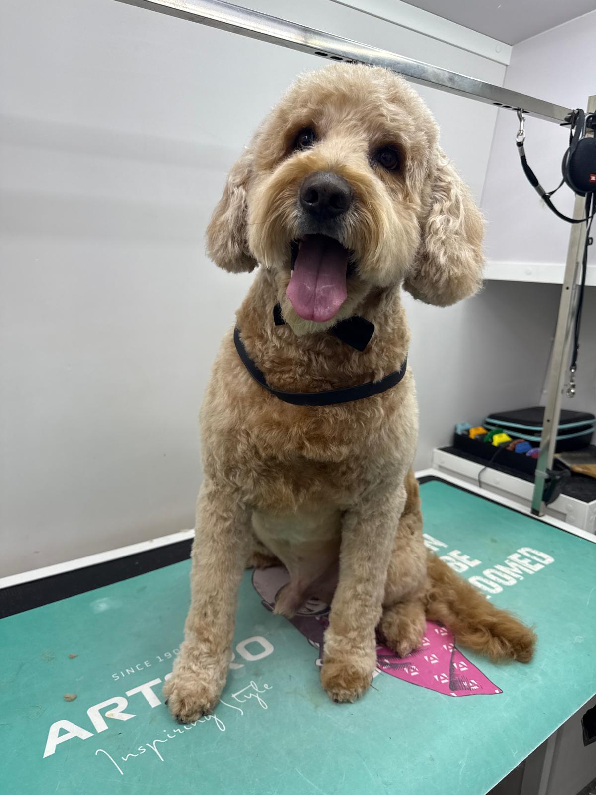 Backstage Pet Grooming client star 21