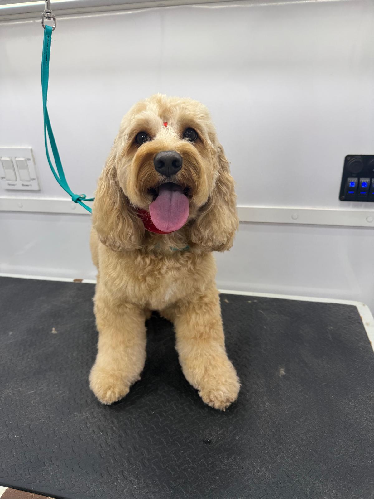Backstage Pet Grooming client star 24