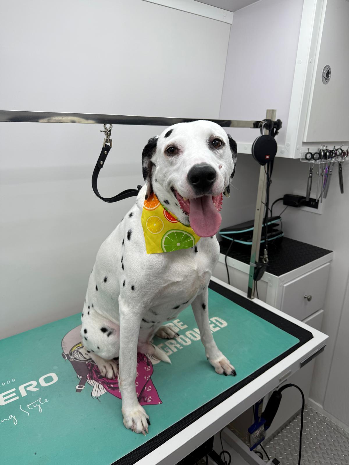 Backstage Pet Grooming client star 20