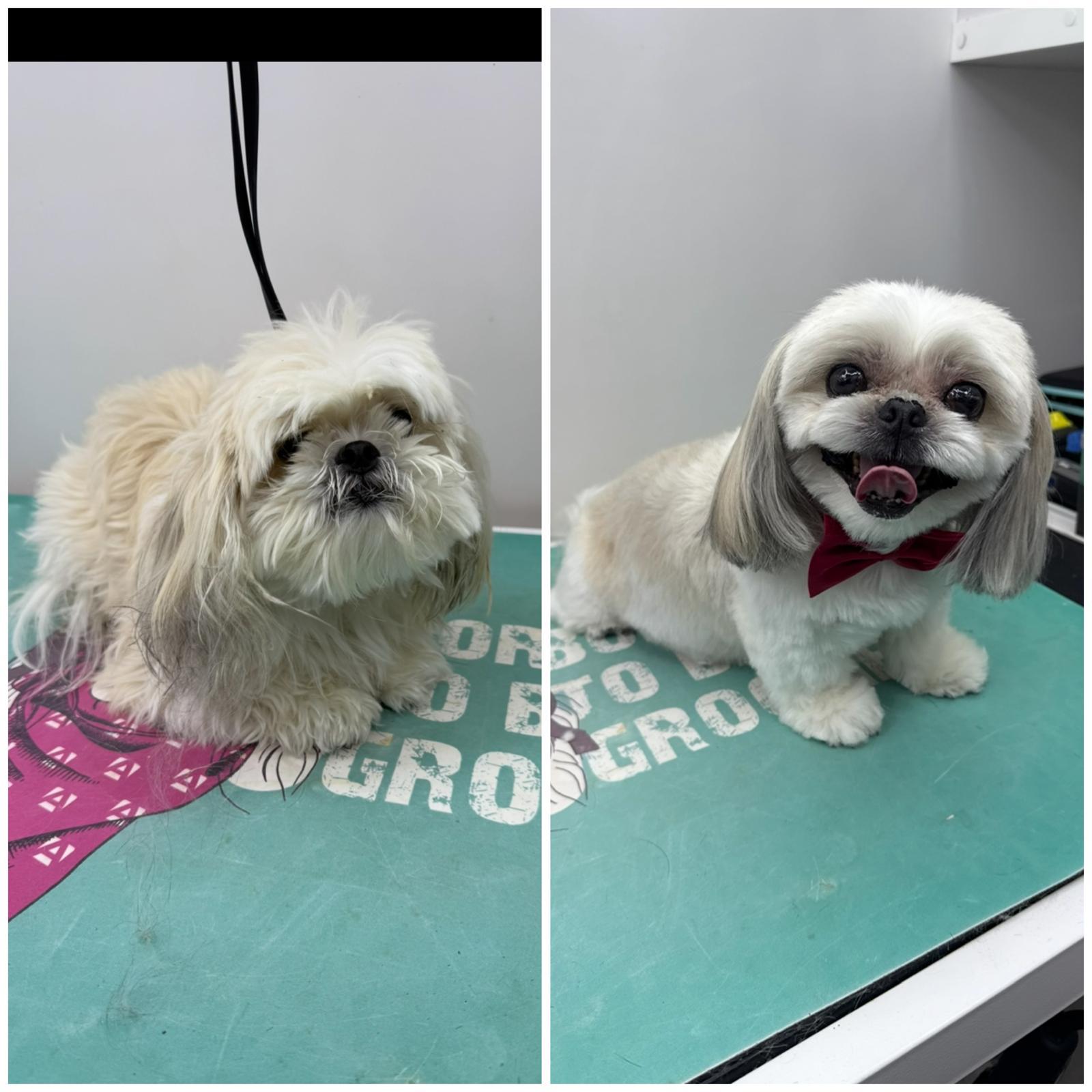 Backstage Pet Grooming client star 13