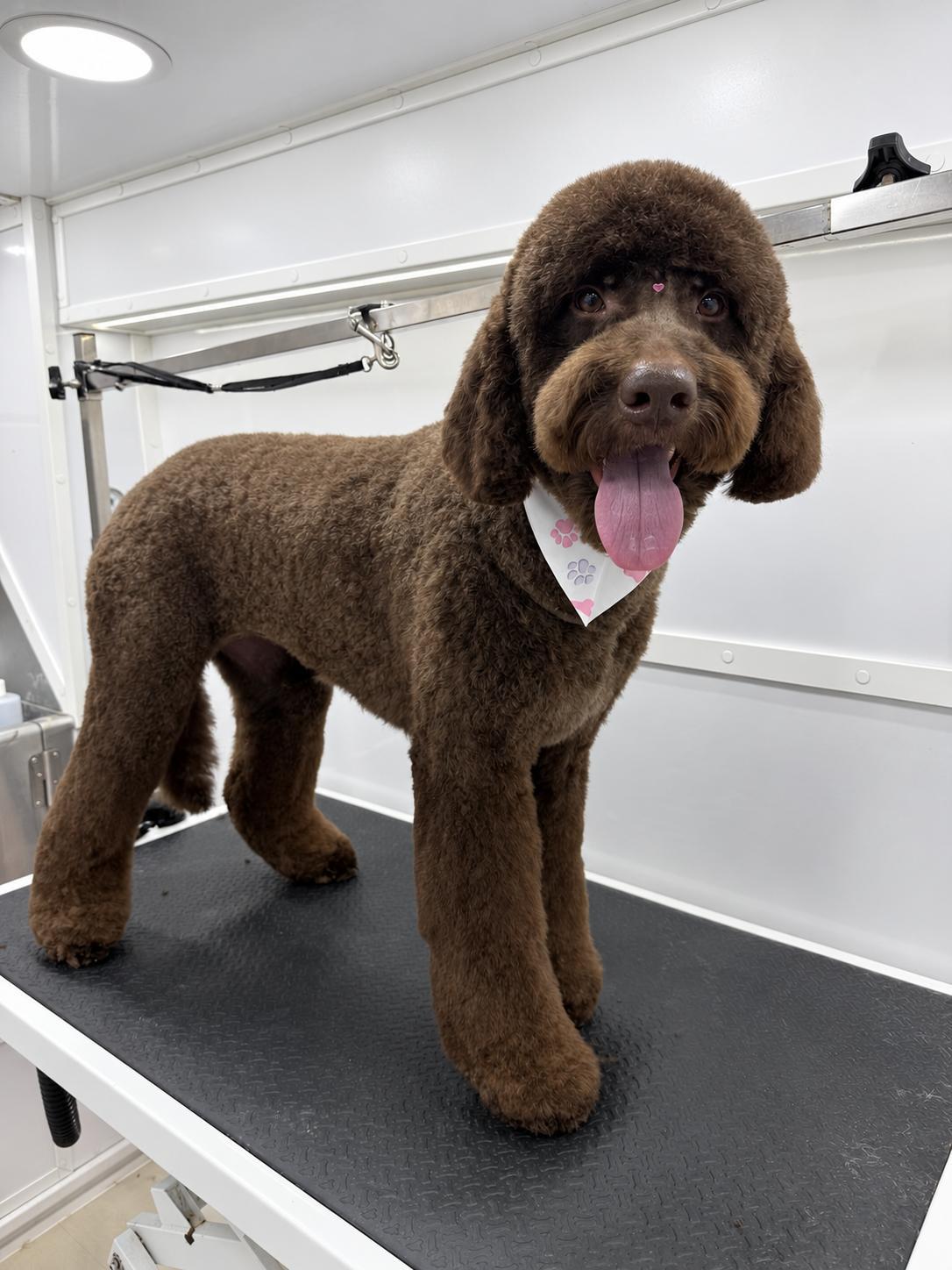 Backstage Pet Grooming client star 16