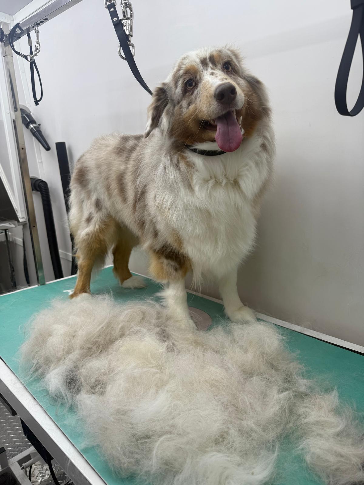 Backstage Pet Grooming client star 19